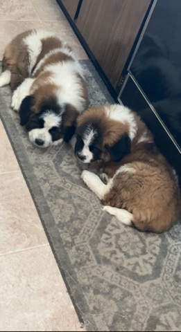 St. Bernard – Roman & Bruno Baby St. Bernard’s