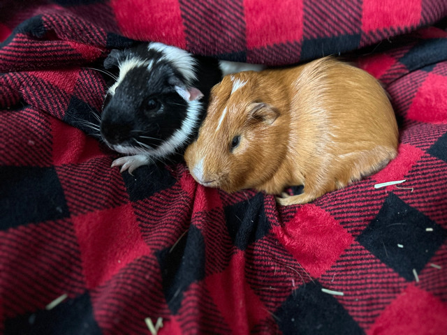 Any – 2 male Guinea pigs