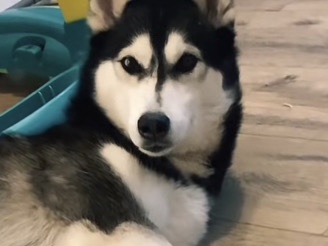 Siberian Husky – ladie – Knottingley