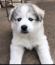 Great Pyrenees – wanted: giant cuddle bug