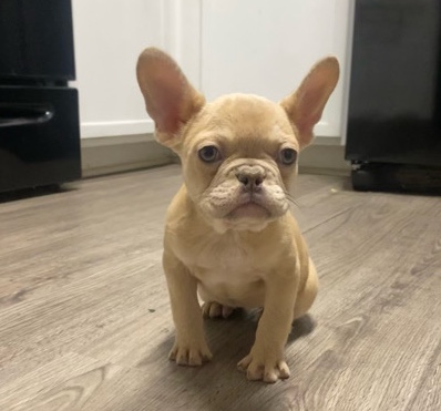 French Bulldog – Frenchie Pups