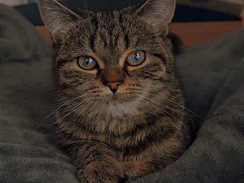 European Shorthair – Europäisch Kurzhaar Katze zu verkaufen – آخن