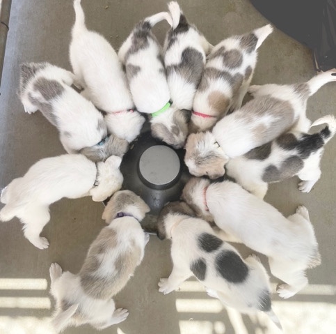 Great Pyrenees – livestock guardian