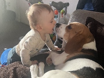 Beagle - belle and bruno available for adoption in Thurnscoe
