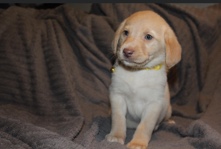Labrador Retriever – full pedigree yellow lab pups