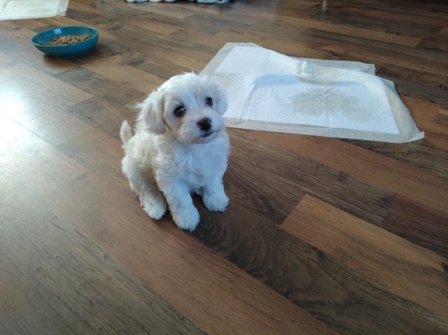 Maltese – adorable Maltipoo puppies – Derby