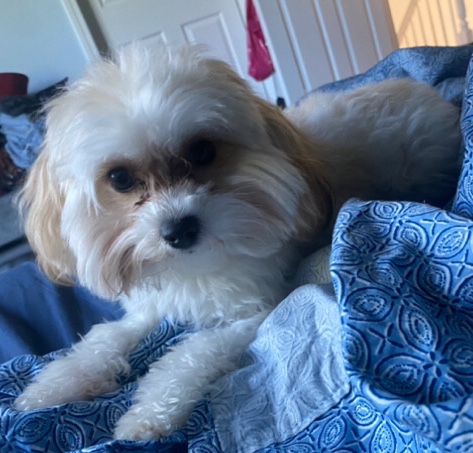 Maltese – 2 Year Old Cutie Cookie