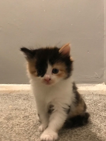 British Longhair – Female calico