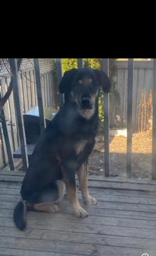 Australian Shepherd – Chase- Rottweiler/ Australian shepherd