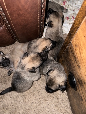 German Shepherd – German shepherd puppies for sell