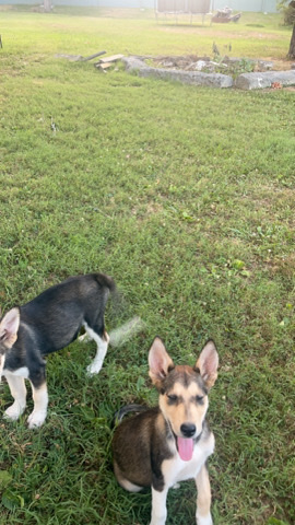 Siberian Husky – pups need to be gone soon