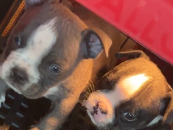 Stabyhoun – puppies!