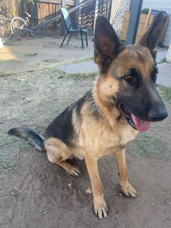 German Shepherd – German Shepard