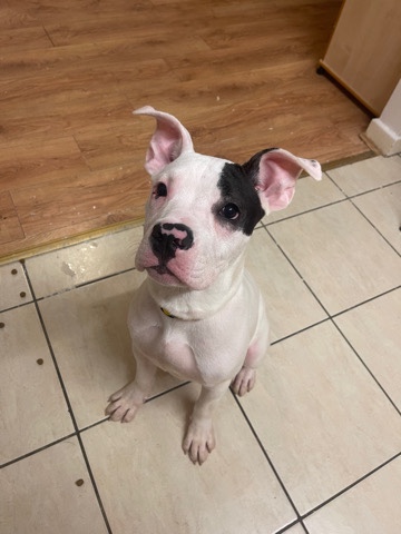 American Bulldog – American bully female open to offers