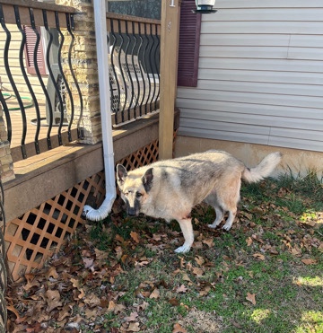 German Shepherd – Purebred Silver Sable German Shepard