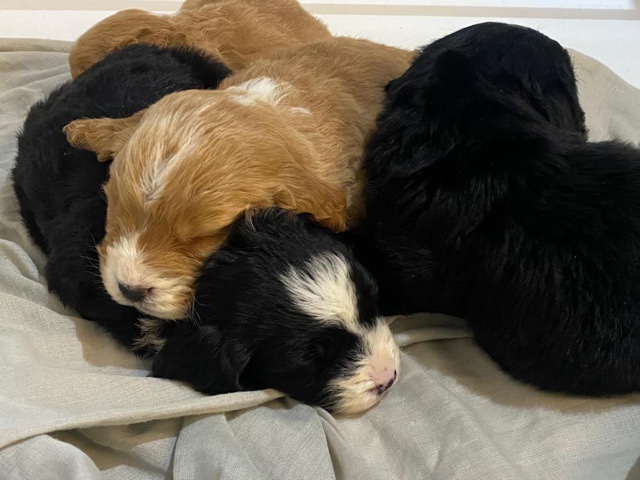cocker poo