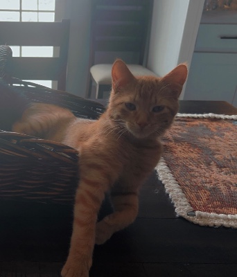 Russian White, Black and Tabby – Lion king kitty – Live Oak