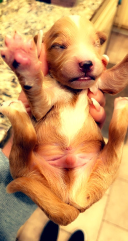 Golden Retriever – GOLDENDOODLES ABSTRACT