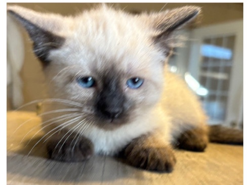 Siamese – Siamese kittens – Saint Charles