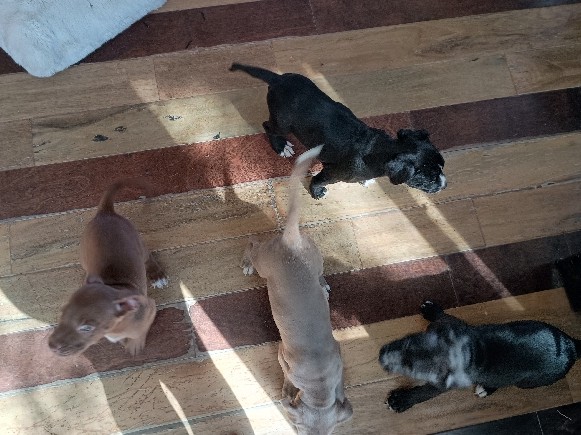 5 puppies 4 girls 1boy – Victorville