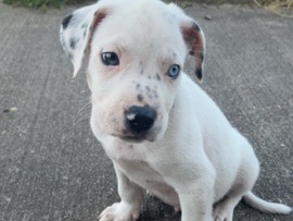 Olde English Bulldogge -  Old englisch Bulldogs + Shepherd available for adoption in Halle (Saale)