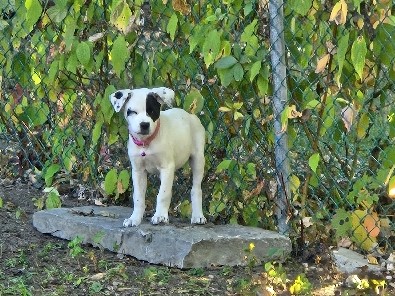 Boxer - Boxer/Lab mix available for adoption in Gatineau