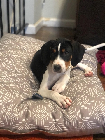 Treeing Walker Coonhound – looking for a new home