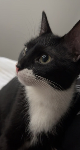 Cat in need of home asap