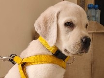 Labrador Retriever – Labrador Puppy for Sell – Dhunela