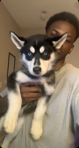Siberian Husky – Siberian husky