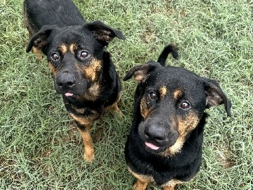 Rottweiler – rottweiler w/ German Shepard FREE – Jacksonville