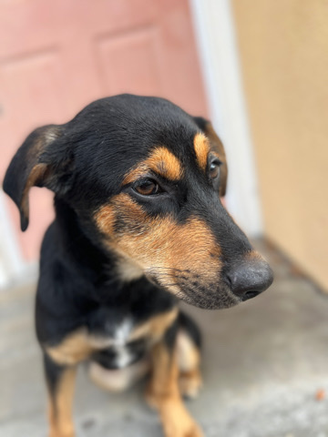 Doberman Pinscher – Darling THE Doberman