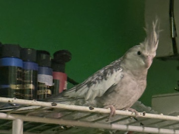Cockatiel – speckled cockatiel – Warner Robins