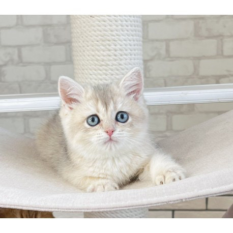 British Shorthair – British NY diva