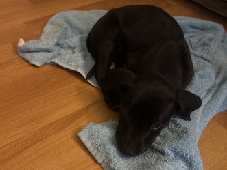 Labrador Retriever – Labrabull Puppy – Birmingham