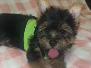 Yorkshire Terrier – last Yorkie male  (SOLD) – Gastonia
