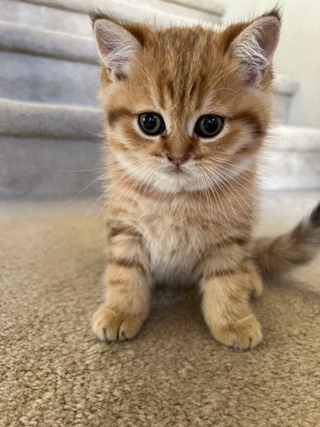 Scottish Fold – Scottish Straight Cat for Sale