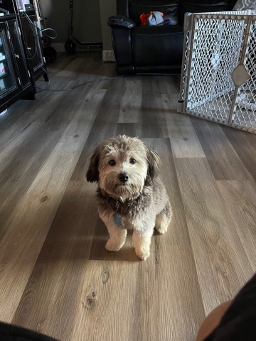 Havanese – Male Havanese