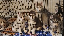 Siberian Husky – Husky Puppies