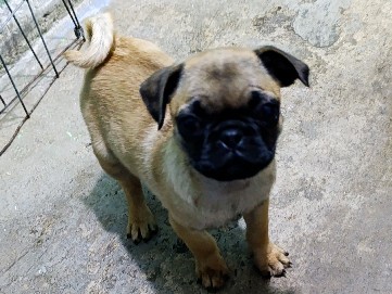 Pug - cachorra Pug  available for adoption in Toluca