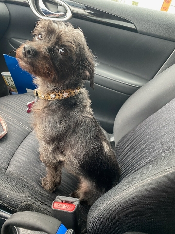 Chihuahua – Need new home for Nana