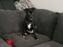 American Pit Bull Terrier – rehoming pitbull puppy – Forest Grove