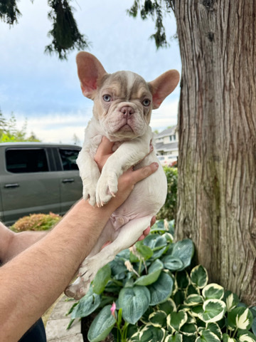 French Bulldog – male French bulldog