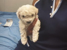 Poodle – Puppy Toy Bichonpoo – Atlanta