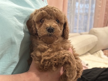 Goldendoodle – Golden doodle – Glenview
