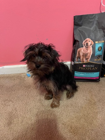 Yorkshire Terrier – Yorkie For Sale