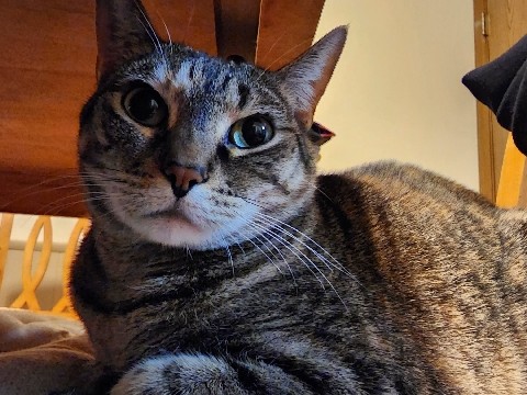 American Shorthair – Annie, Shorthair Senior Giveaway – Kentwood