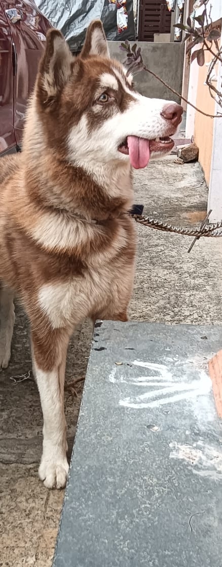 Siberian Husky – The Energetic Male Siberian Husky Available Now