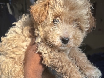 Poodle – Toy Poodle Coton de Tulear Puppies – New York