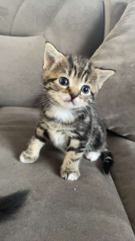kittens